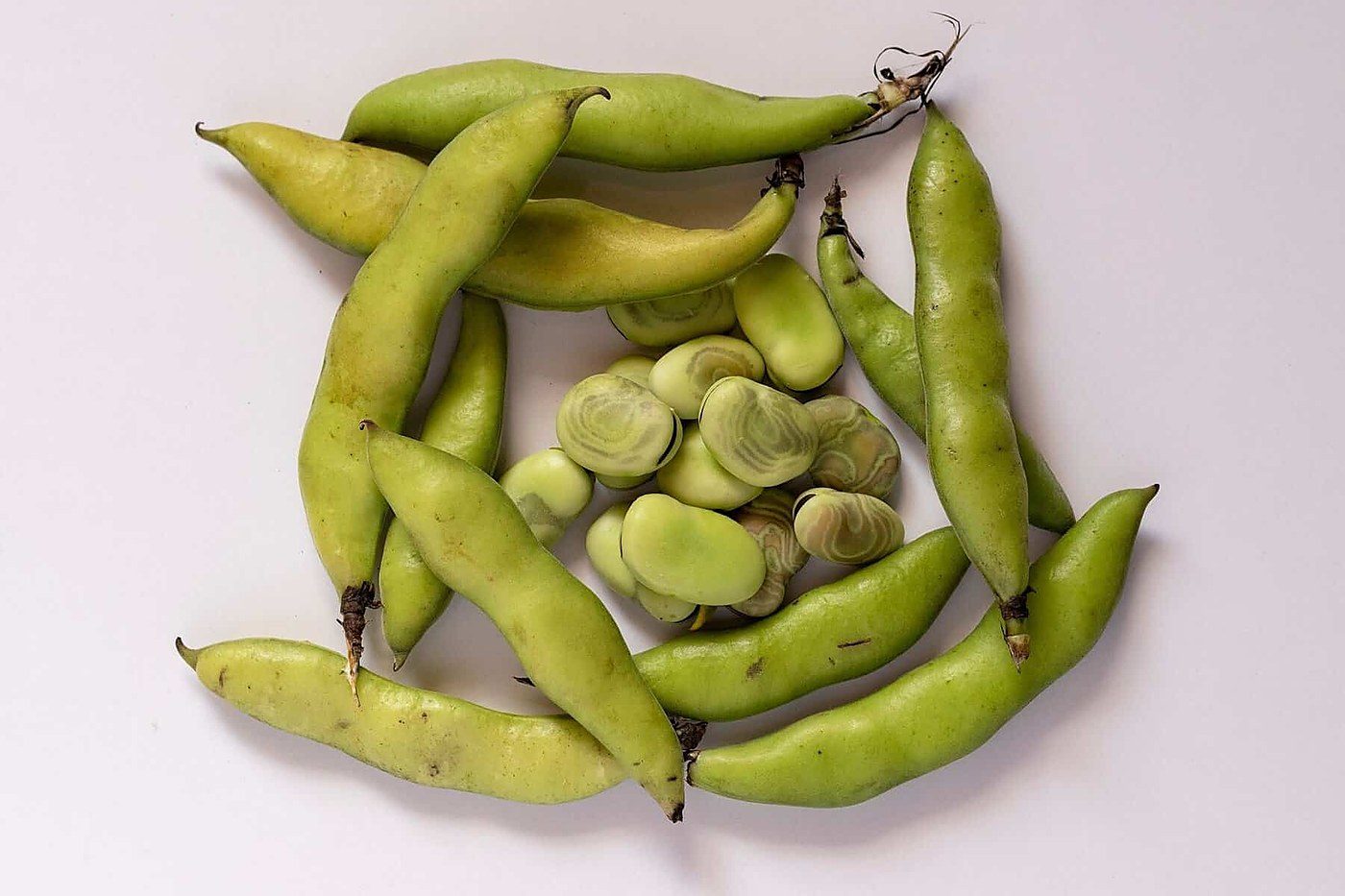 Danish researchers raise lysine in faba beans more than threefold with two-bacteria fermentation