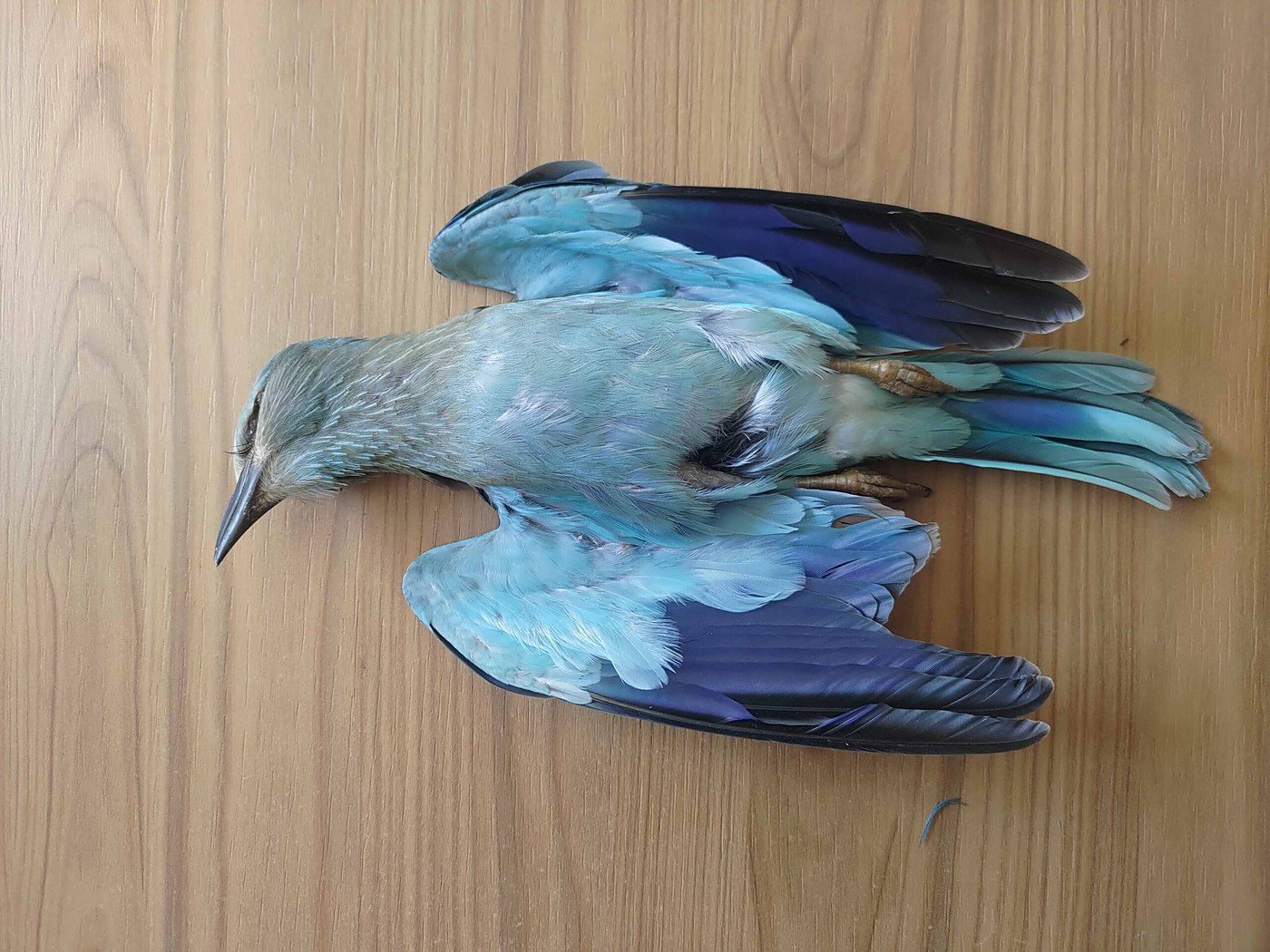 Hunters in Malta shot hundreds of migratory birds stranded by a September storm, BirdLife Malta says