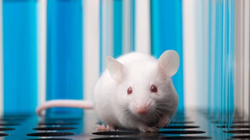 National Cancer Institute makes grant applicants justify animal use in public abstracts
