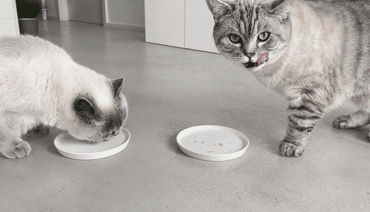 BioCraft's cultivated-mouse cat treat splits a 40-cat taste test with Applaws