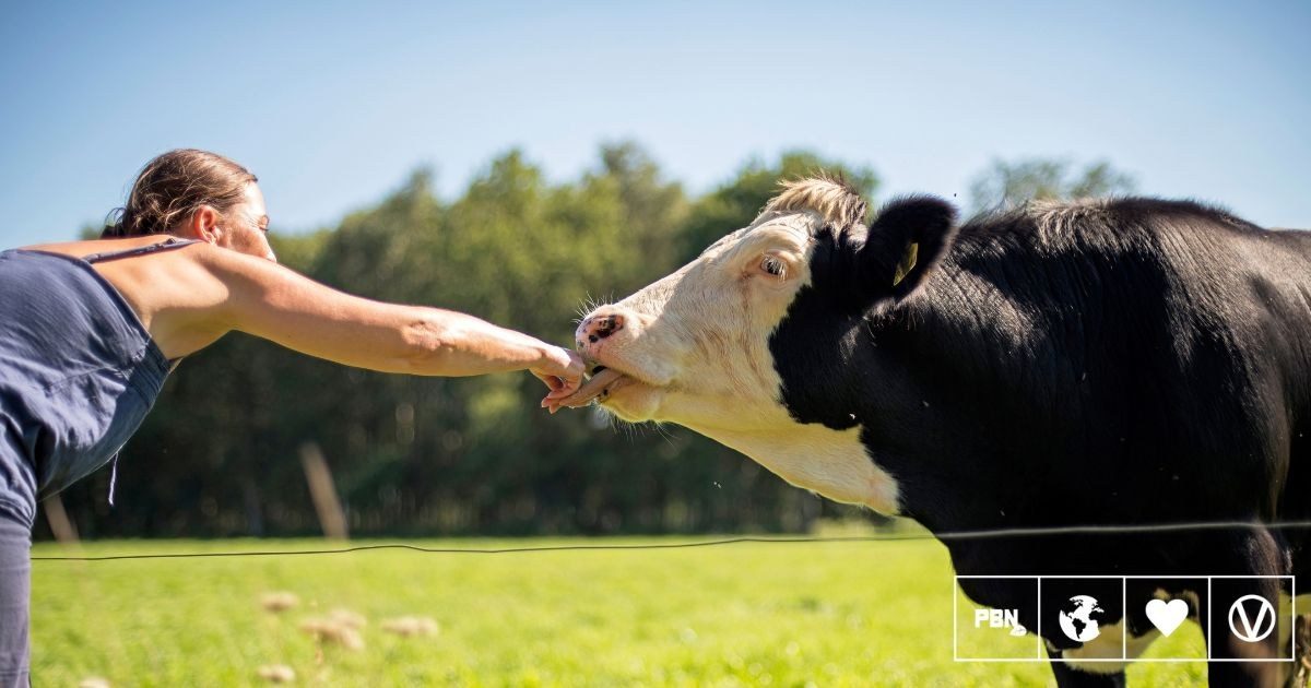 Vegan Society survey finds 65% of Britons call factory farming unacceptable