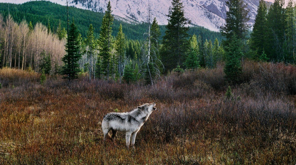 Montana authorizes 300 wolf kills as a preprint shows packs fracture after a parent dies