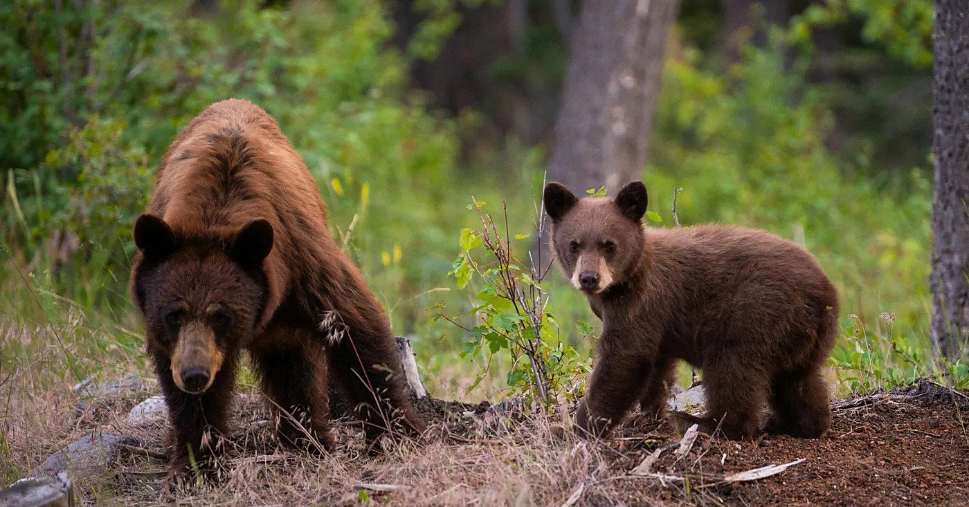 Colorado voters decide Nov. 3 on a constitutional right to hunt and trap