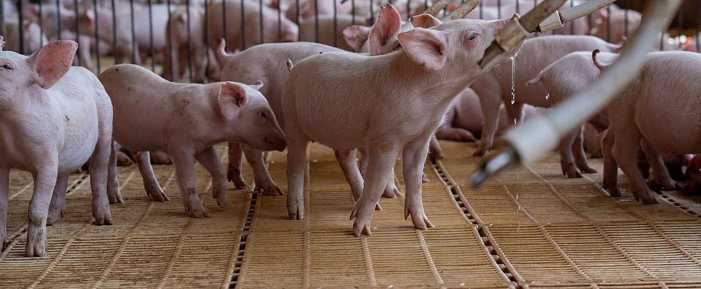Animal Partisan estimates 97,448 farmed animals used on public university farms with little federal protection