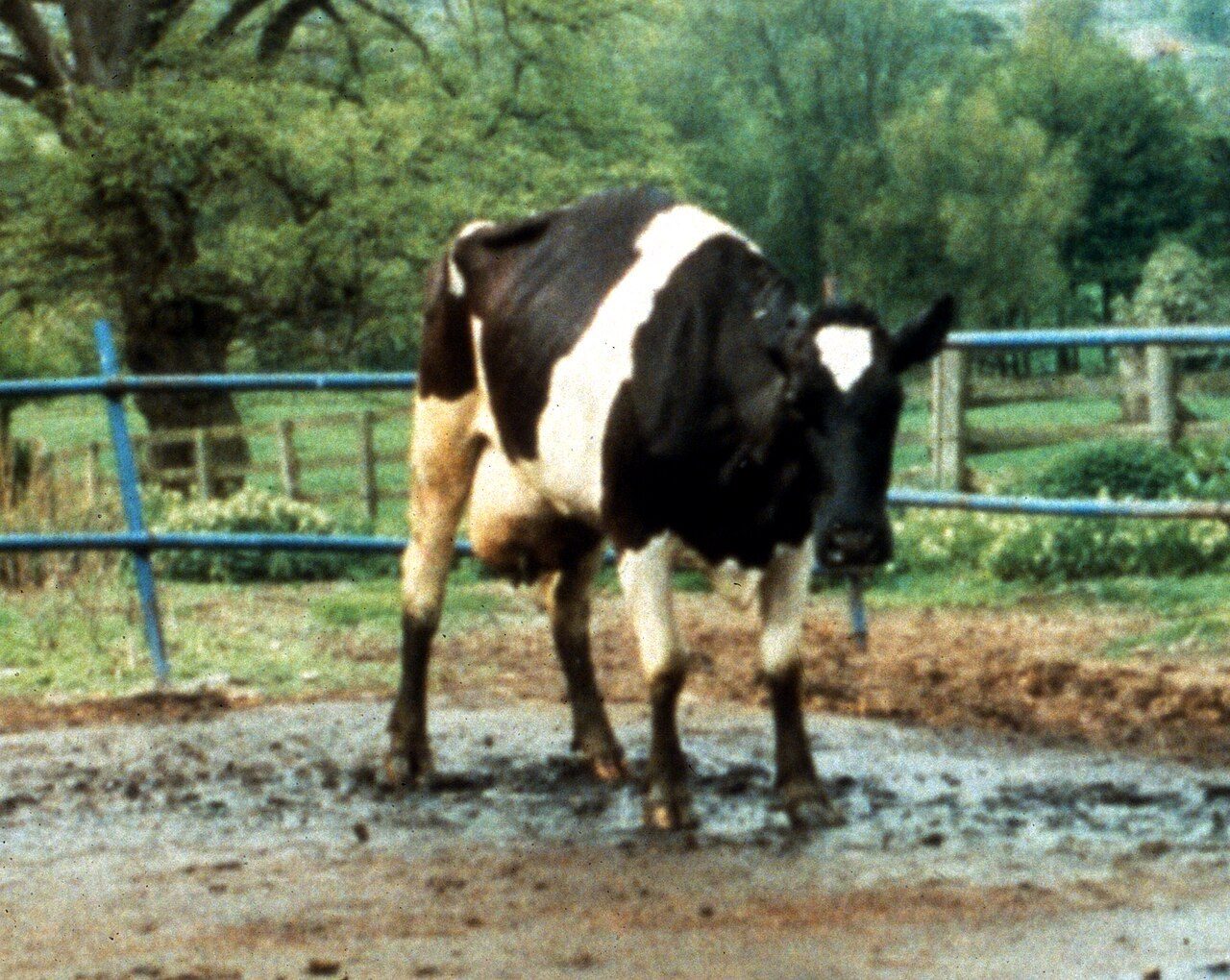 Two cultivated meat papers raise growth-factor yield and extend bovine cell life