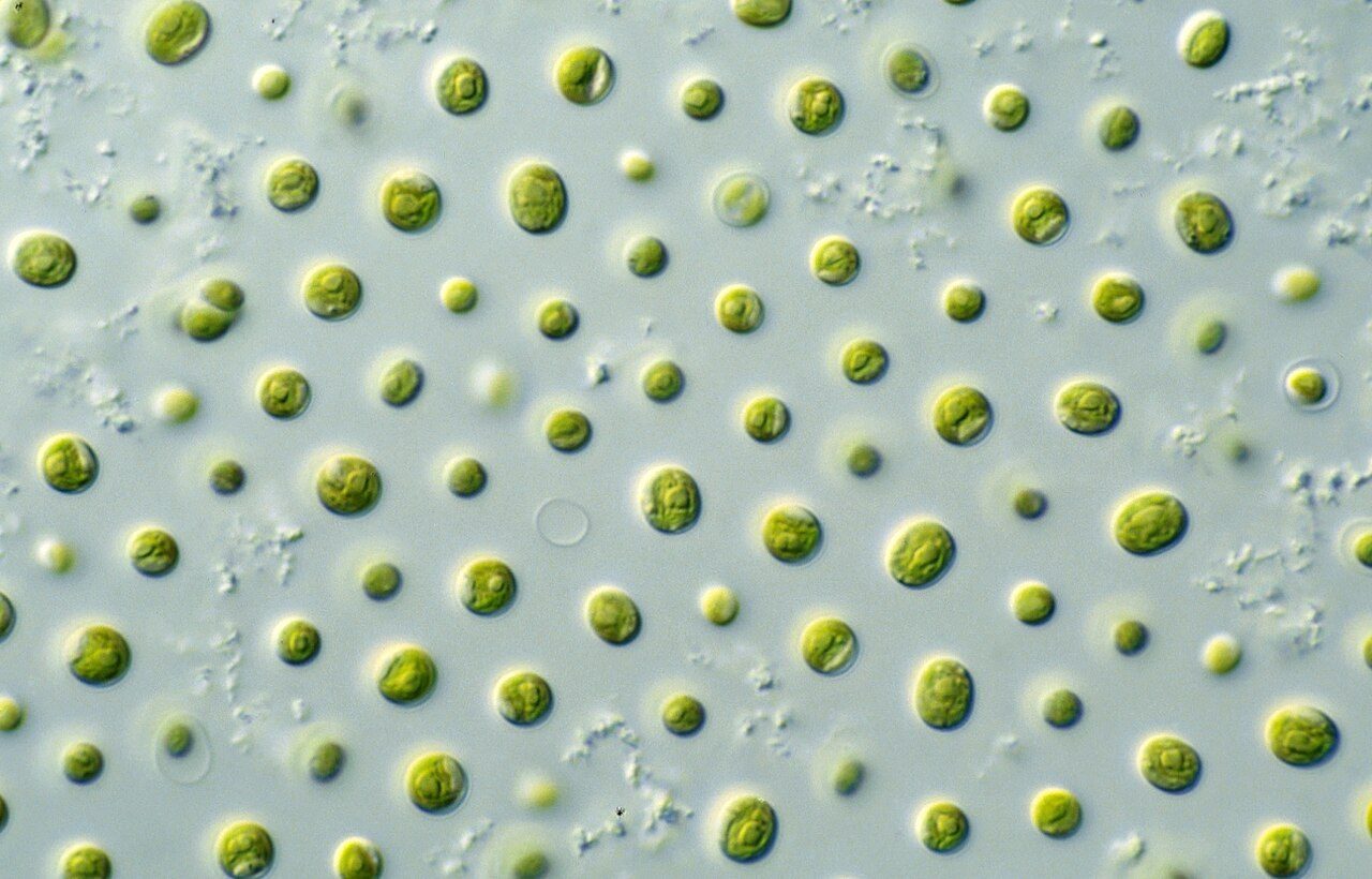 Randomized trial finds plant ALA supplies a large share of vegans' DHA