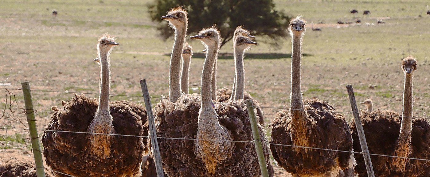 World Animal Protection investigation says ostrich feathers come from live plucking